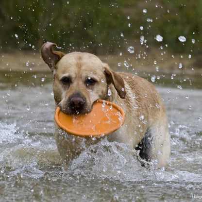 Durable Pet Flying Disc – Interactive Training & Chew Toy for Dogs